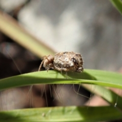 Symphypleona sp. (order) (Globular springtail) at Mount Painter - 4 May 2020 by CathB