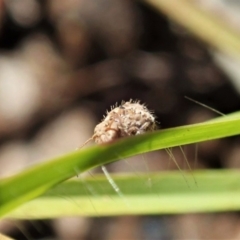 Symphypleona sp. (order) at Cook, ACT - 4 May 2020