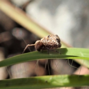 Symphypleona sp. (order) at Cook, ACT - 4 May 2020