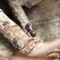 Caliscelidae (family) (Caliscelid planthopper) at Mount Painter - 4 May 2020 by CathB