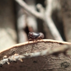 Caliscelidae (family) at Cook, ACT - 4 May 2020