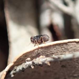 Caliscelidae (family) at Cook, ACT - 4 May 2020