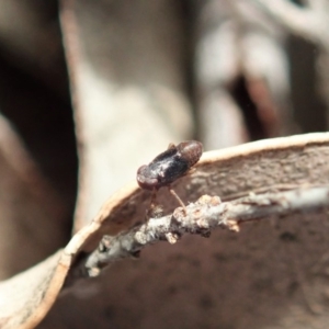 Caliscelidae (family) at Cook, ACT - 4 May 2020