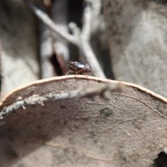 Caliscelidae (family) at Cook, ACT - 4 May 2020