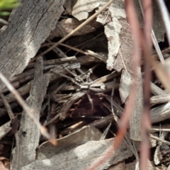 Argoctenus sp. (genus) at Cook, ACT - 4 May 2020