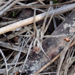 Argoctenus sp. (genus) (Wandering ghost spider) at Mount Painter - 4 May 2020 by CathB