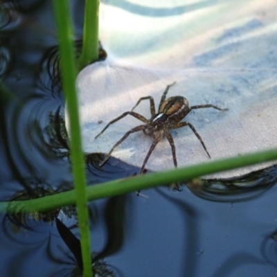 Dolomedes (genus) (Fishing spider) at Cook, ACT - 4 May 2020 by CathB