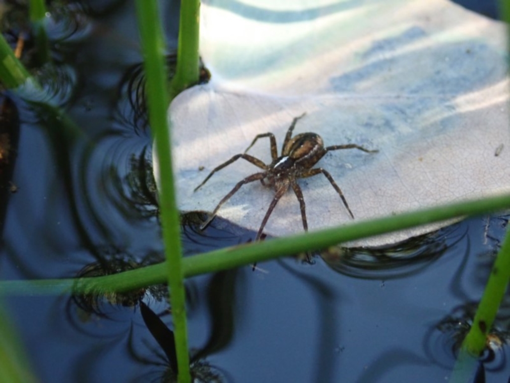 Dolomedes sp. (genus) at Cook, ACT - 4 May 2020