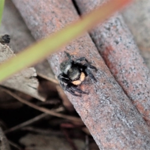 Salticidae sp. 'Golden palps' at Cook, ACT - 4 May 2020