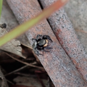 Salticidae sp. 'Golden palps' at Cook, ACT - 4 May 2020