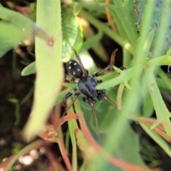 Zodariidae (family) (Unidentified Ant spider or Spotted ground spider) at Mount Painter - 4 May 2020 by CathB