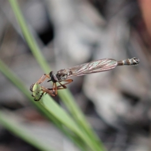 Leptogaster sp. (genus) at Cook, ACT - 4 May 2020 01:25 PM