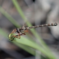 Leptogaster sp. (genus) at Cook, ACT - 4 May 2020 01:25 PM