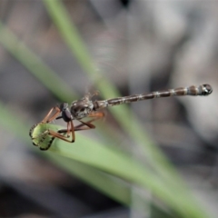 Leptogaster sp. (genus) at Cook, ACT - 4 May 2020