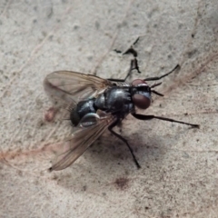 Unidentified Bristle Fly (Tachinidae) at Mount Painter - 4 May 2020 by CathB