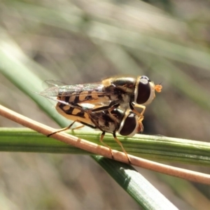 Simosyrphus grandicornis at Cook, ACT - 5 May 2020 04:37 PM