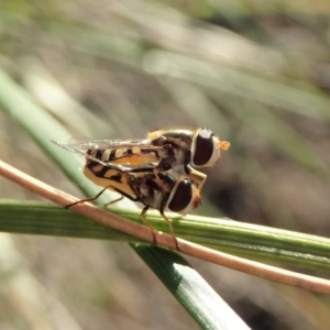 Simosyrphus grandicornis at Cook, ACT - 5 May 2020