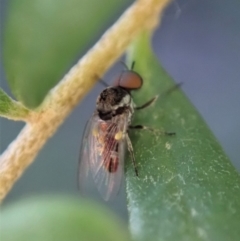 Platypezidae (family) (Unidentified platypezid fly) at Cook, ACT - 3 May 2020 by CathB