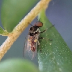 Platypezidae sp. (family) (Unidentified platypezid fly) at Mount Painter - 3 May 2020 by CathB