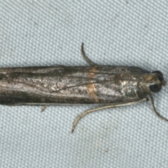 Unverified Moth (Lepidoptera) at Rosedale, NSW - 16 Nov 2019 by jb2602