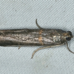 Unidentified Moth (Lepidoptera) at Rosedale, NSW - 16 Nov 2019 by jb2602