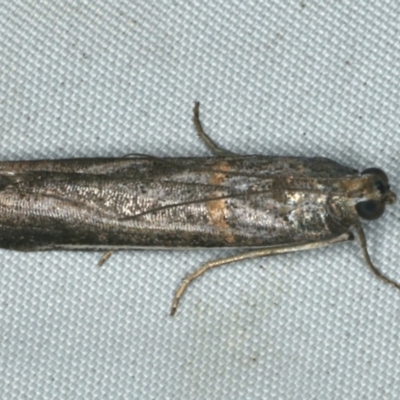 Unverified Moth (Lepidoptera) at Rosedale, NSW - 16 Nov 2019 by jb2602