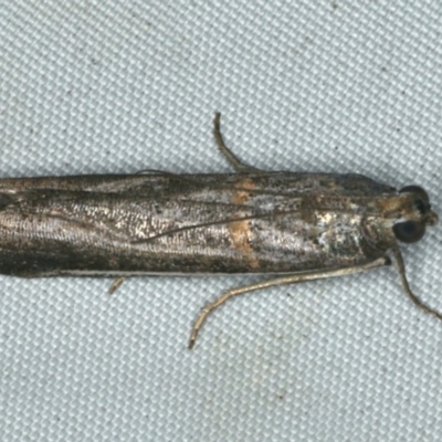 Unidentified Moth (Lepidoptera) at Rosedale, NSW - 16 Nov 2019 by jb2602