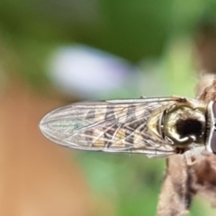 Melangyna sp. (genus) (Hover Fly) at Amaroo, ACT - 7 May 2020 by tpreston