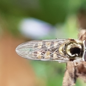 Melangyna sp. (genus) at Amaroo, ACT - 7 May 2020