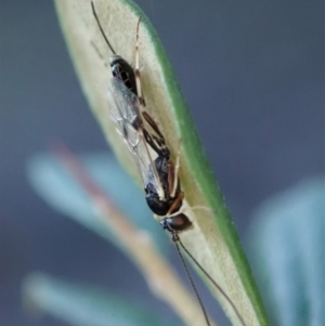 Ichneumonidae (family) at Cook, ACT - 3 May 2020 06:07 PM