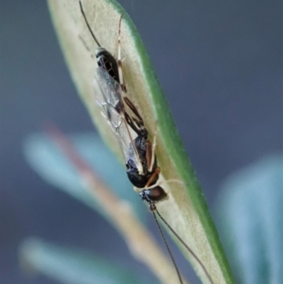 Ichneumonidae (family) (Unidentified ichneumon wasp) at Mount Painter - 3 May 2020 by CathB