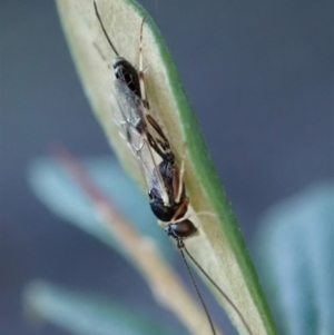 Ichneumonidae (family) at Cook, ACT - 3 May 2020