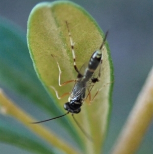 Ichneumonidae (family) at Cook, ACT - 3 May 2020