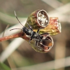 Daerlac nigricans (Ant Mimicking Seedbug) at Cook, ACT - 4 May 2020 by CathB