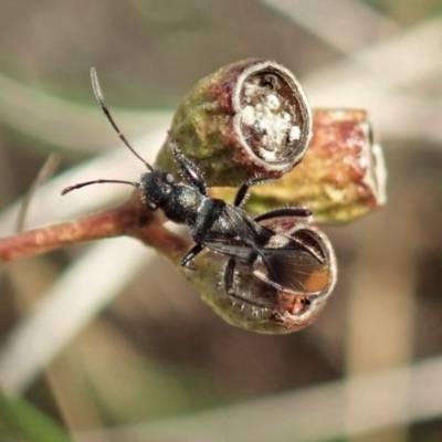 Daerlac nigricans (Ant Mimicking Seedbug) at Mount Painter - 4 May 2020 by CathB