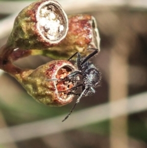 Daerlac nigricans at Cook, ACT - 4 May 2020 01:44 PM