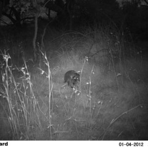 Wallabia bicolor at Fullerton, NSW - 4 Jan 2012 09:40 PM