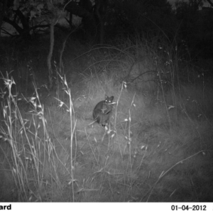 Wallabia bicolor at Fullerton, NSW - 4 Jan 2012 09:40 PM