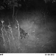 Wallabia bicolor at Fullerton, NSW - 4 Jan 2012 09:40 PM