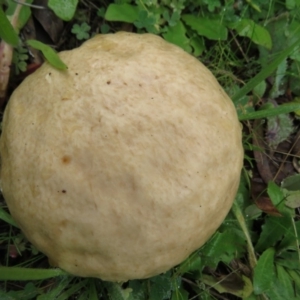 Calvatia sp. at Stromlo, ACT - 7 May 2020