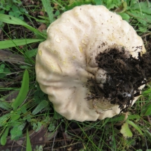 Calvatia sp. at Stromlo, ACT - 7 May 2020