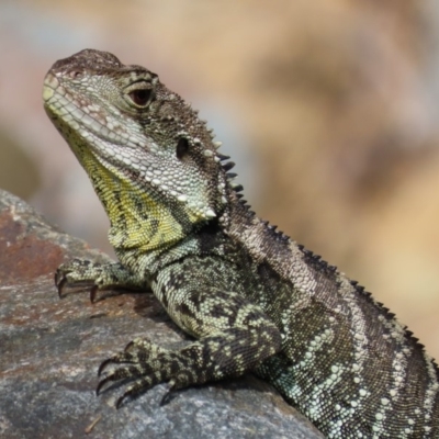 Intellagama lesueurii howittii (Gippsland Water Dragon) at Cotter Reserve - 2 Mar 2020 by roymcd