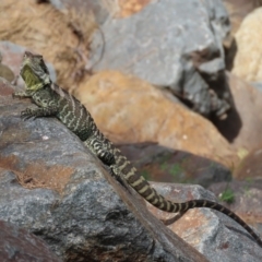 Intellagama lesueurii howittii at Uriarra Village, ACT - 2 Mar 2020