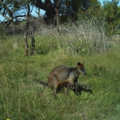 Wallabia bicolor (Swamp Wallaby) at Fullerton, NSW - 29 Apr 2020 by stephcnpa