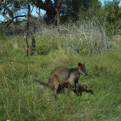 Wallabia bicolor (Swamp Wallaby) at Fullerton, NSW - 29 Apr 2020 by stephcnpa