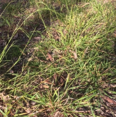 Microlaena stipoides (Weeping Grass) at Griffith Woodland - 7 May 2020 by AlexKirk