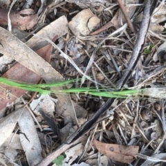 Microlaena stipoides at Griffith, ACT - 7 May 2020