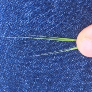 Microlaena stipoides at Griffith, ACT - 7 May 2020