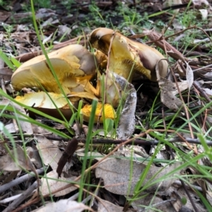 Phylloporus sp. at Yarralumla, ACT - 7 May 2020