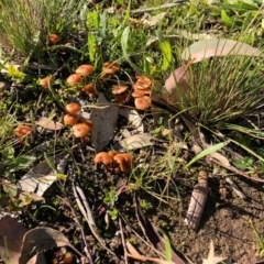 Laccaria sp. (Laccaria) at Stirling Park - 7 May 2020 by Ratcliffe